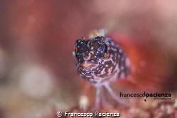 Tripterygion melanurus, female.  Partial focus by Francesco Pacienza 